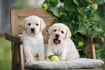 two cute labrador retriever puppies sitting on a wooden chair together under an apple tree in summer
