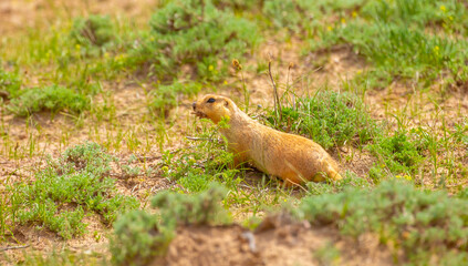 The gopher sits in the grass in the mountains, looks to the side, as if reading your text, studying, showing curiosity, interest. Copy space with place for text. Landscape with wild animals.
