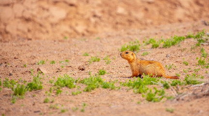 The gopher sits in the grass in the mountains, looks to the side, as if reading your text, studying, showing curiosity, interest. Copy space with place for text. Landscape with wild animals.