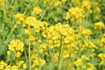 京都府立植物園の江月