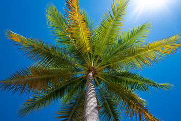 Obraz premium Tropical green leaf texture. Coconut palm trees. Coconut leaf texture background. Tropical palm. Nature background. Tropical palm leaf. Coconut tree. Nature background. Palms texture.