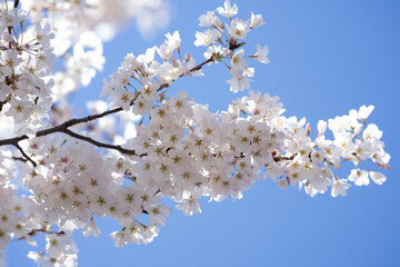 White cherry blossom. Blossom flowers of cherrytree. Spring background with blossom trees. Spring bloom. Blossom white flower.