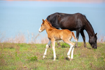 A herd of horses graze in the meadow in summer, eat grass, walk and frolic. Pregnant horses and foals, livestock breeding concept.