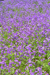 京都府立植物園のクロッカス