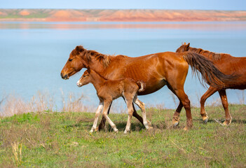 A herd of horses graze in the meadow in summer, eat grass, walk and frolic. Pregnant horses and...