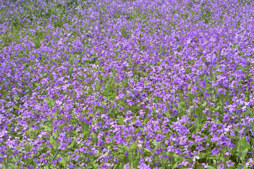 Obraz premium 京都府立植物園のクロッカス