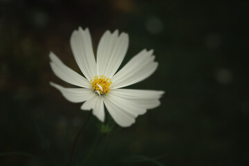 An isolated white cosmos
