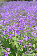 京都府立植物園のクロッカス