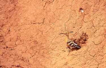Eurasian hoopoe, Upupa epicus, sitting on the Charyn Canyon, nest on red clay.
