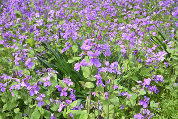 Obraz premium 京都府立植物園のクロッカス