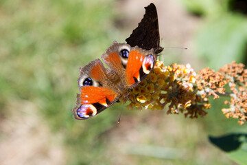 The European Peacock butterfly on yellow buddleja davidii (summer lilac) flowers	
