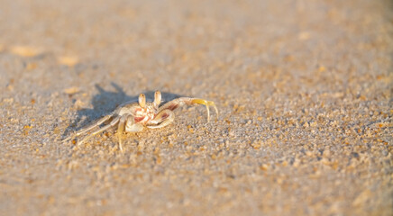 A crab on the beach is running on the white sand. Exotic animals in the resorts of tropical islands. The concept of a beach holiday in the tropics.