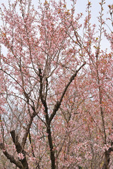 京都府立植物園の啓翁桜