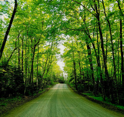 Obraz premium road in the woods