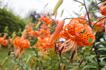 The Tiger lily (Lilium tigrinum) blooming in a garden covered with raindrops