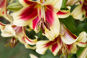 Yellow and red Lily flowers blooming in a garden in close up