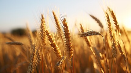 Fototapeta premium golden wheat field