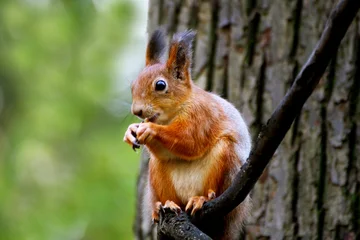 Poster de jardin Écureuil Squirrel on the tree.  © NataliaL