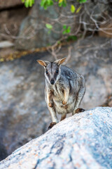 Rock wallaby kangaroo in its natural habitat on Magnetic Island, Queensland, Australia.