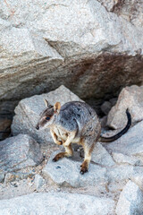 Rock wallaby kangaroo in its natural habitat on Magnetic Island, Queensland, Australia.