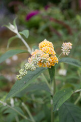 The Yellow buddleja davidii (summer lilac) blooming