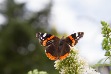 The Red Admiral butterfly on buddleja davidii (summer lilac) flowers	
