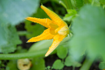 Zucchini plant with a yellow flower in close up	