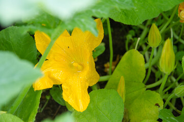 Zucchini plant with a yellow flower in close up	