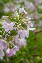 The common soapwort (Saponaria officinalis) plant blooming in the summer