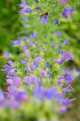 The viper's bugloss (Echium vulgare) plant blooming in summer
