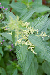 Nettle growing in a garden