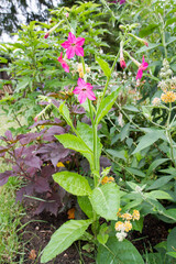 Ornamental Tobacco plant blooming in a garden in close up	
