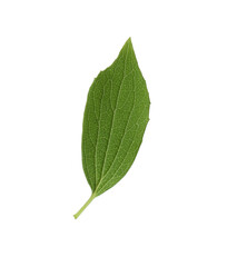Fototapeta premium Fresh green jasmine leaf isolated on white, top view