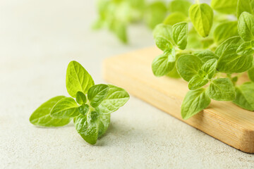 Sprigs of fresh green oregano on light textured table, closeup