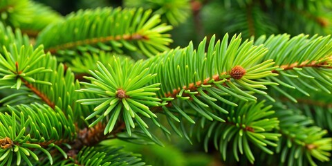 Obraz premium Close-up of Vibrant Green Pine Needles, Nature's Delicate Beauty, Evergreen Texture, Lush Foliage , pine , needles , evergreen