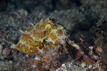 Impressive blue-ringed octopus warning of its danger showing all its color on a reef in the Philippines
