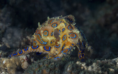 Impressive blue-ringed octopus warning of its danger showing all its color on a reef in the Philippines