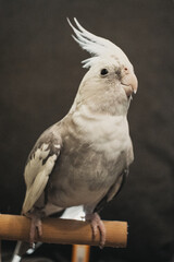 Corella parrot