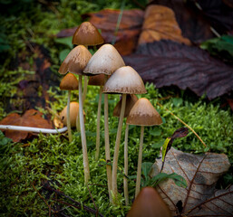 Mushrooms growing on a mossy patch of ground