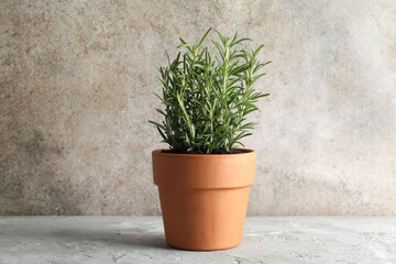 Rosemary plant growing in pot on grey textured table. Aromatic herb