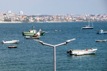 Obraz premium Seagulls on the background of the city and the sea. Cascais, Portugal