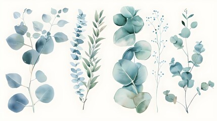 Varieties of eucalyptus floral branches