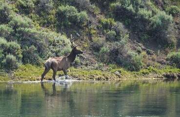 Bull elk in velvet in river at Yellowstone National Park