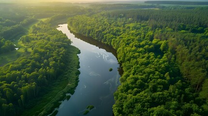 Fototapeta premium River and green forest in Tuchola natural park
