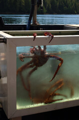 Alaskan King Crab Crawling Out of Tank