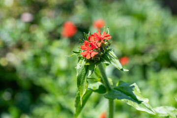 Maltese cross (silene chalcedonica) flowers in bloom