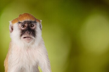 Beautiful cute smart monkey in jungle nature arrea