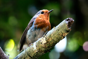 Close-Up of a European Robin Perched on a Branch in a Forest. Close up robin. Selective focus.