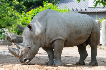Fototapeta premium rhino in the zoo