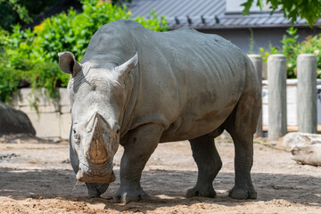 white rhino in zoo © Adrian